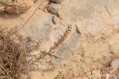 Teucrium pseudochamaepitys