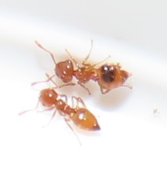 Crematogaster natalensis dulcis