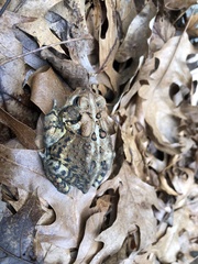 Anaxyrus americanus