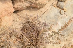 Teucrium pseudochamaepitys