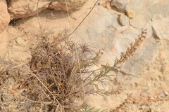 Teucrium pseudochamaepitys