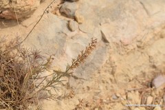 Teucrium pseudochamaepitys