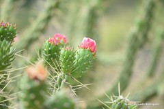 Austrocylindropuntia subulata