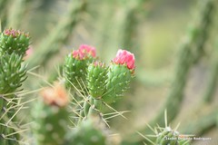 Austrocylindropuntia subulata