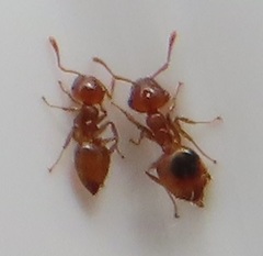 Crematogaster natalensis dulcis