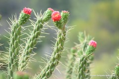Austrocylindropuntia subulata