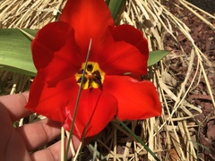 Tulipa