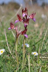 Anacamptis papilionacea