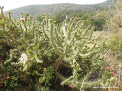 Austrocylindropuntia subulata