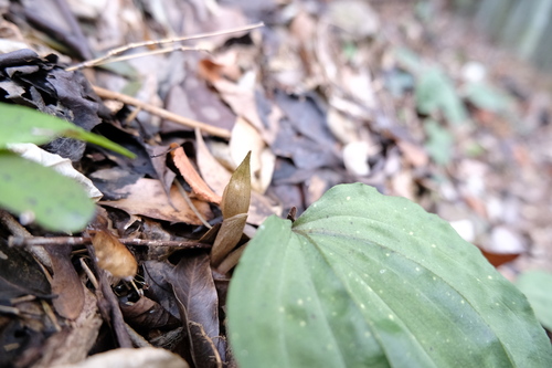 Changnienia amoena, photograph 6