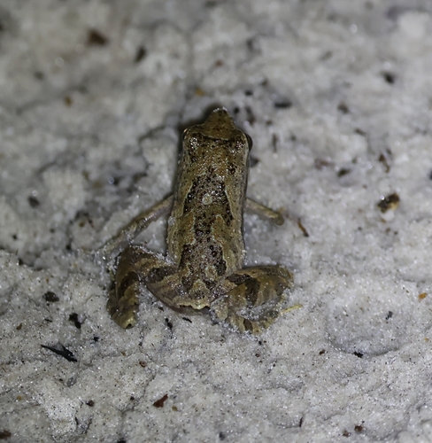 Bokermann’s Dwarf Frog