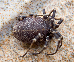 Egaenus