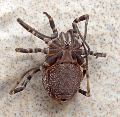 Egaenus