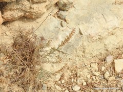 Teucrium pseudochamaepitys