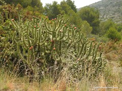 Austrocylindropuntia subulata
