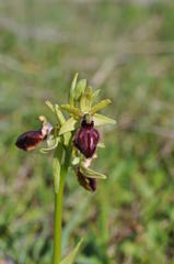 Ophrys sphegodes