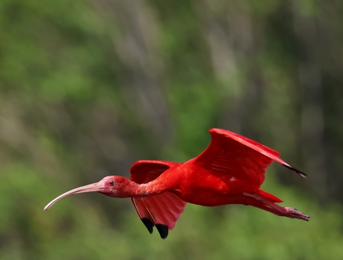 Ibis rouge