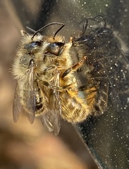 Osmia cornifrons