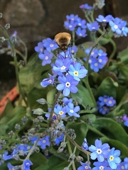 Bombylius major