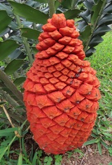 Encephalartos ferox