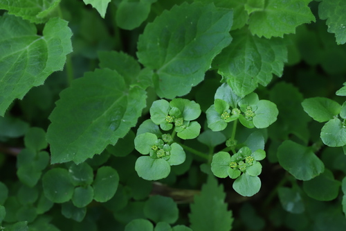 Chrysosplenium ramosum iNat (3)