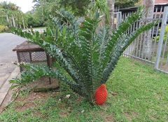 Encephalartos ferox