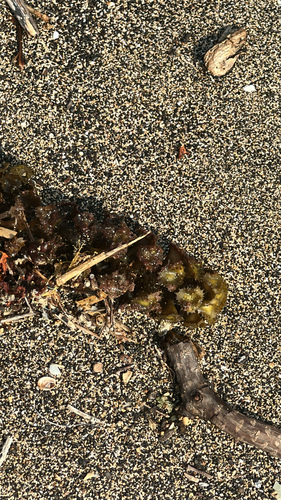 Turbinaria ornata observed 2026-05-15