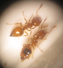 Crematogaster natalensis dulcis