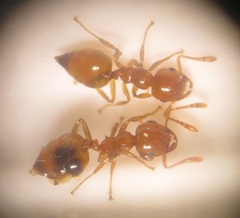 Crematogaster natalensis dulcis