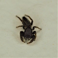 Metacyrba