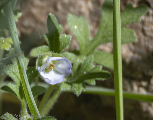 Nemophila kirtleyi observed 2026-05-03