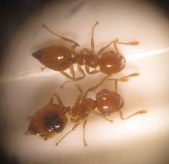 Crematogaster natalensis dulcis