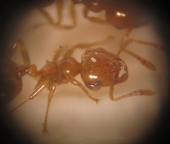 Crematogaster natalensis dulcis