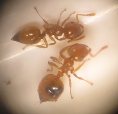 Crematogaster natalensis dulcis