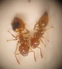 Crematogaster natalensis dulcis