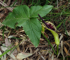 Arum dioscoridis