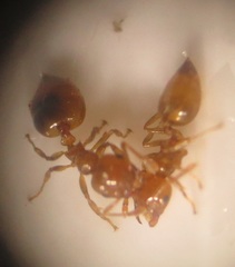 Crematogaster natalensis dulcis