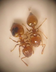 Crematogaster natalensis dulcis