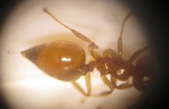 Crematogaster natalensis dulcis