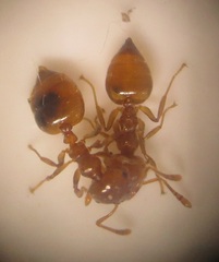 Crematogaster natalensis dulcis