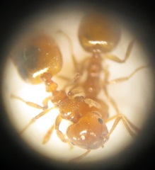 Crematogaster natalensis dulcis