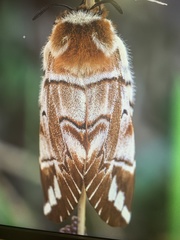 Endromis versicolora