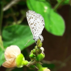 Hemiargus hanno hanno