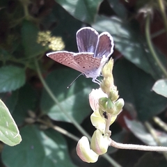 Hemiargus hanno hanno