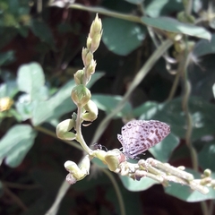 Hemiargus hanno hanno