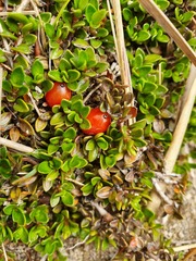 Coprosma perpusilla