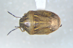 Neottiglossa undata
