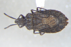 Aradus similis