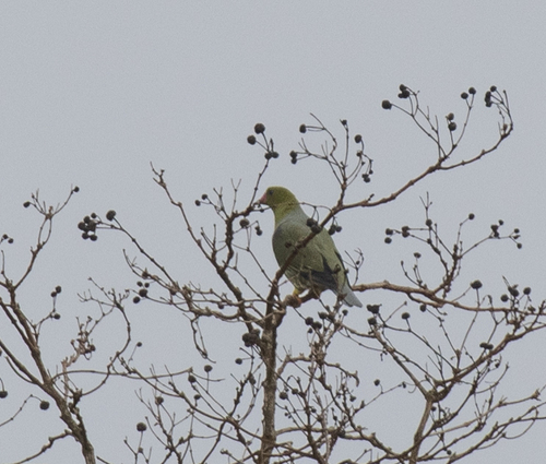 African Green-Pigeon