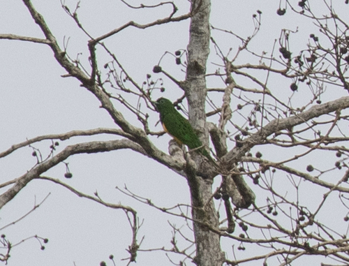 African Emerald Cuckoo (Chrysococcyx cupreus)